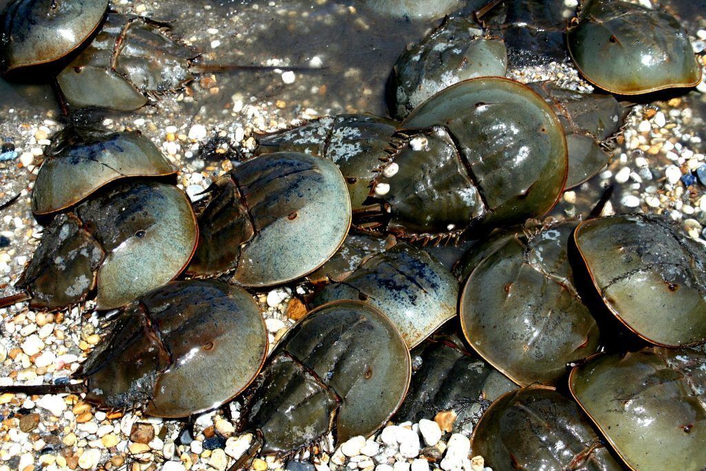 group of horseshoe crabs on a beach