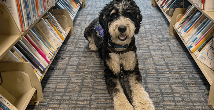Cosmo holding place in between racks of books