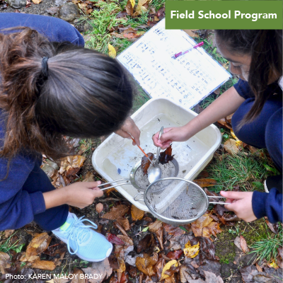 Field School - Stream Exploration