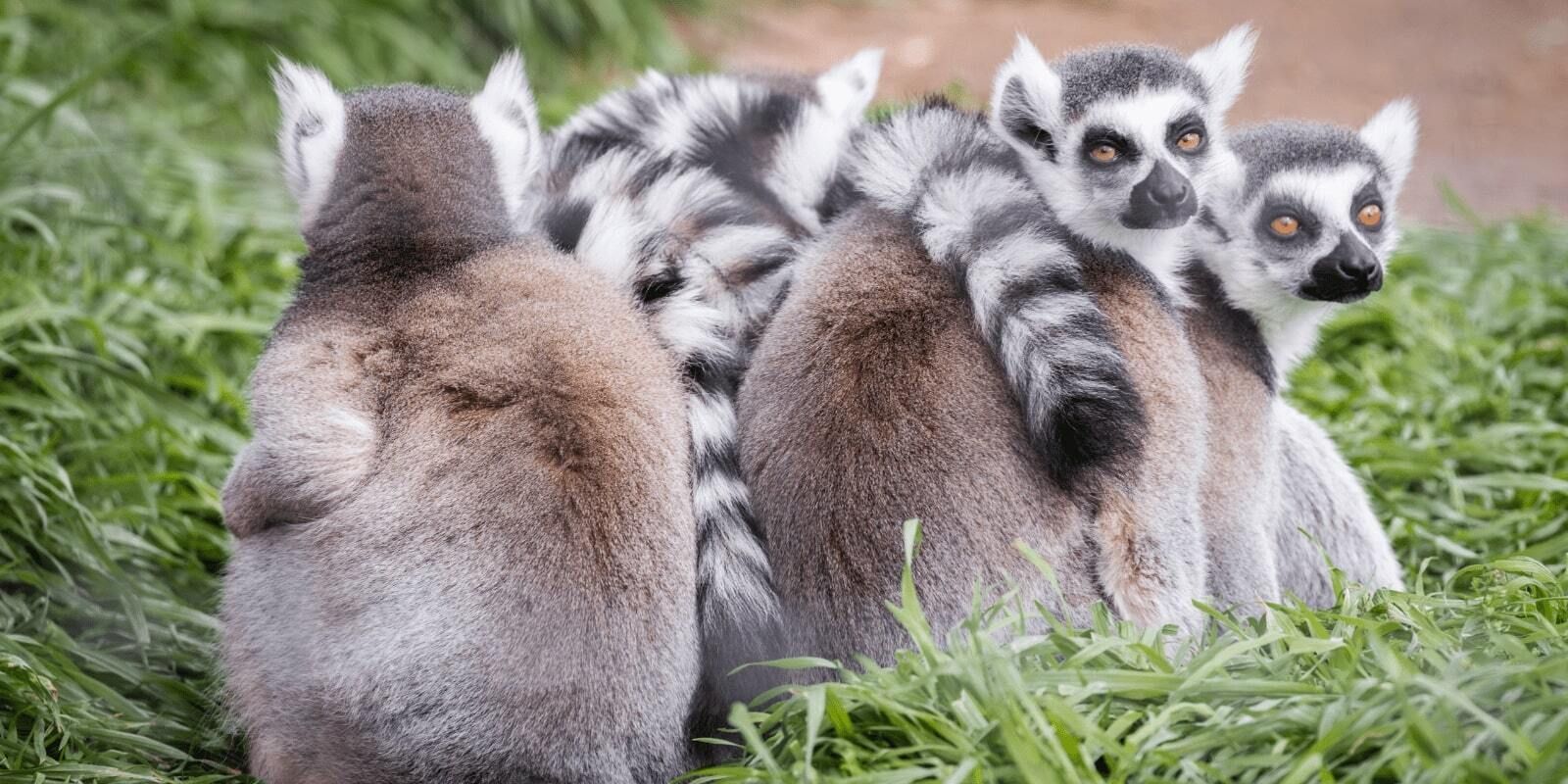 Lemurs