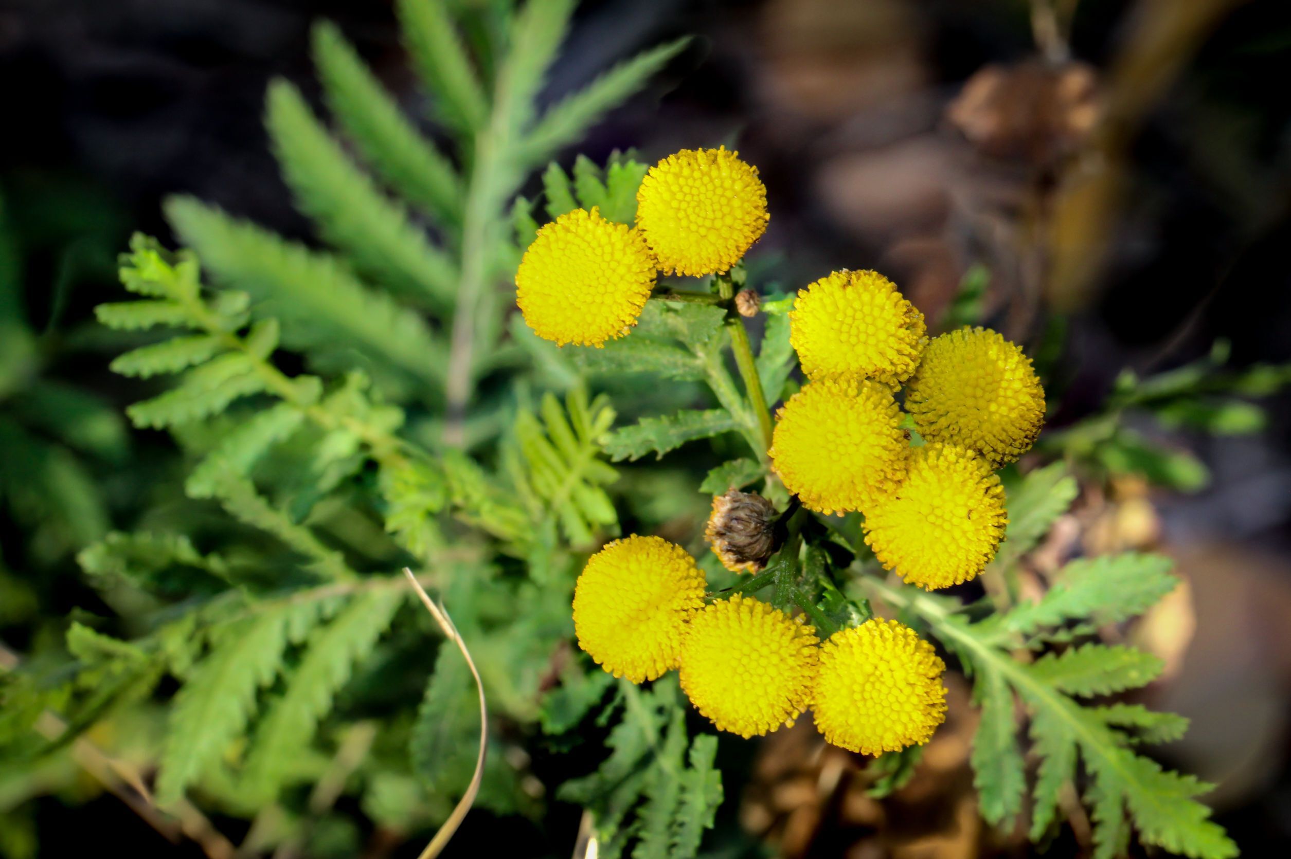 Common Tansy