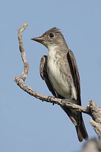 Olive-sided Flycatcher