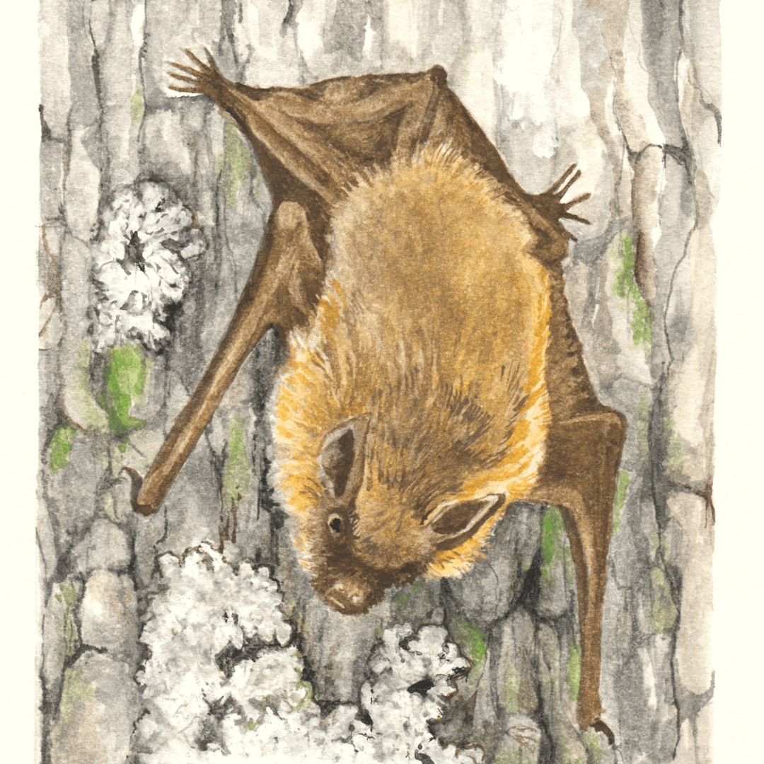 Flying Bat.