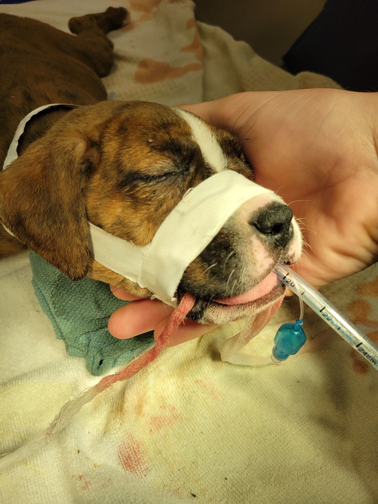 Who did this? Tiny puppy left bleeding and abandoned in Paterson, NJ (New Jersey 101.5)