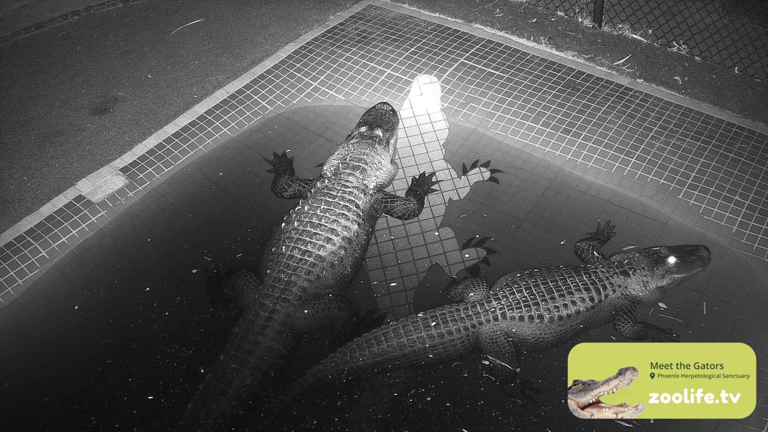 Live Alligator Camera!