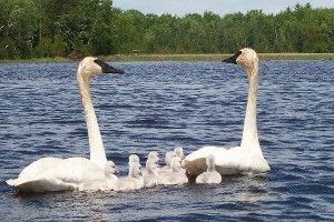Michigan's story of the return of the Trumpeter Swan