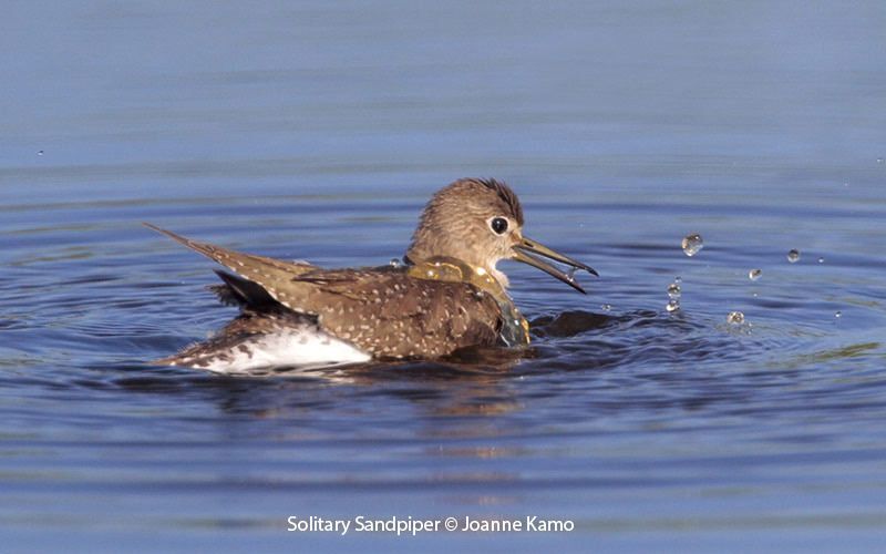 Solitary Sandpiper 