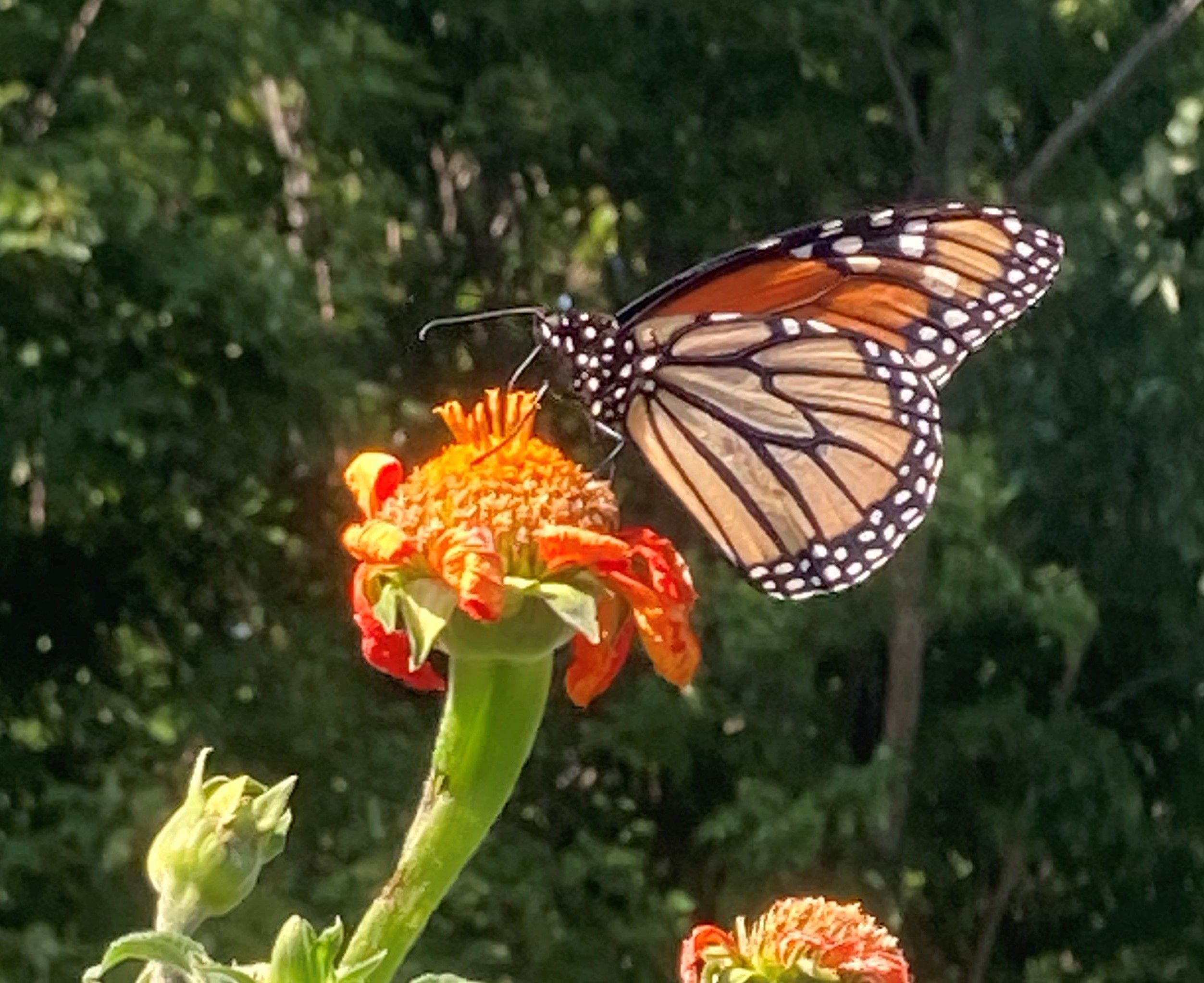 Announcing our 2020 Plant Something Bee-eautiful Grant Awards!