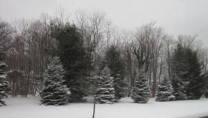 Daily Prayer February 20