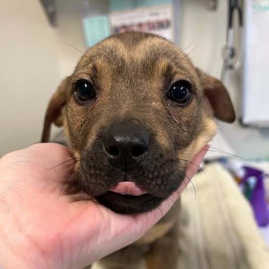 Be a Hero for Animals - Foster!