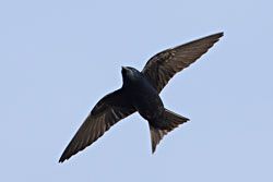 Purple Martin male