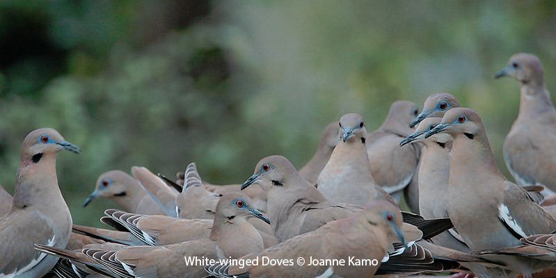 White-winged Dove