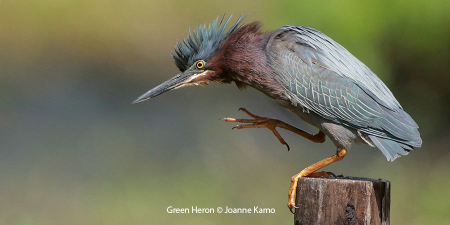 Green Heron