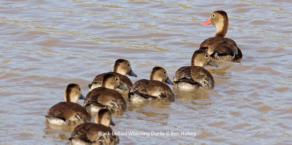 Black-bellied Whistling Ducks