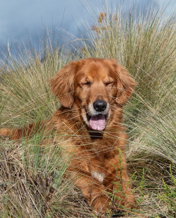 Golden retriever yawning