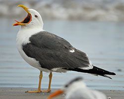 Beak of the Week: Lesser Black-backed Gull