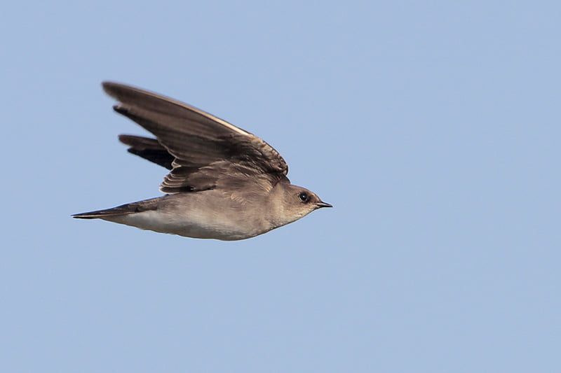 Northern Rough-winged Swallow