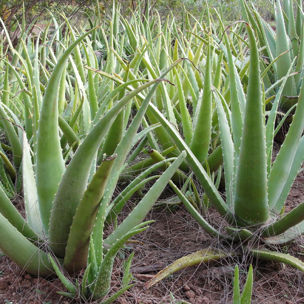 Aloe Vera