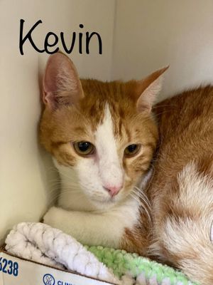 KEVIN