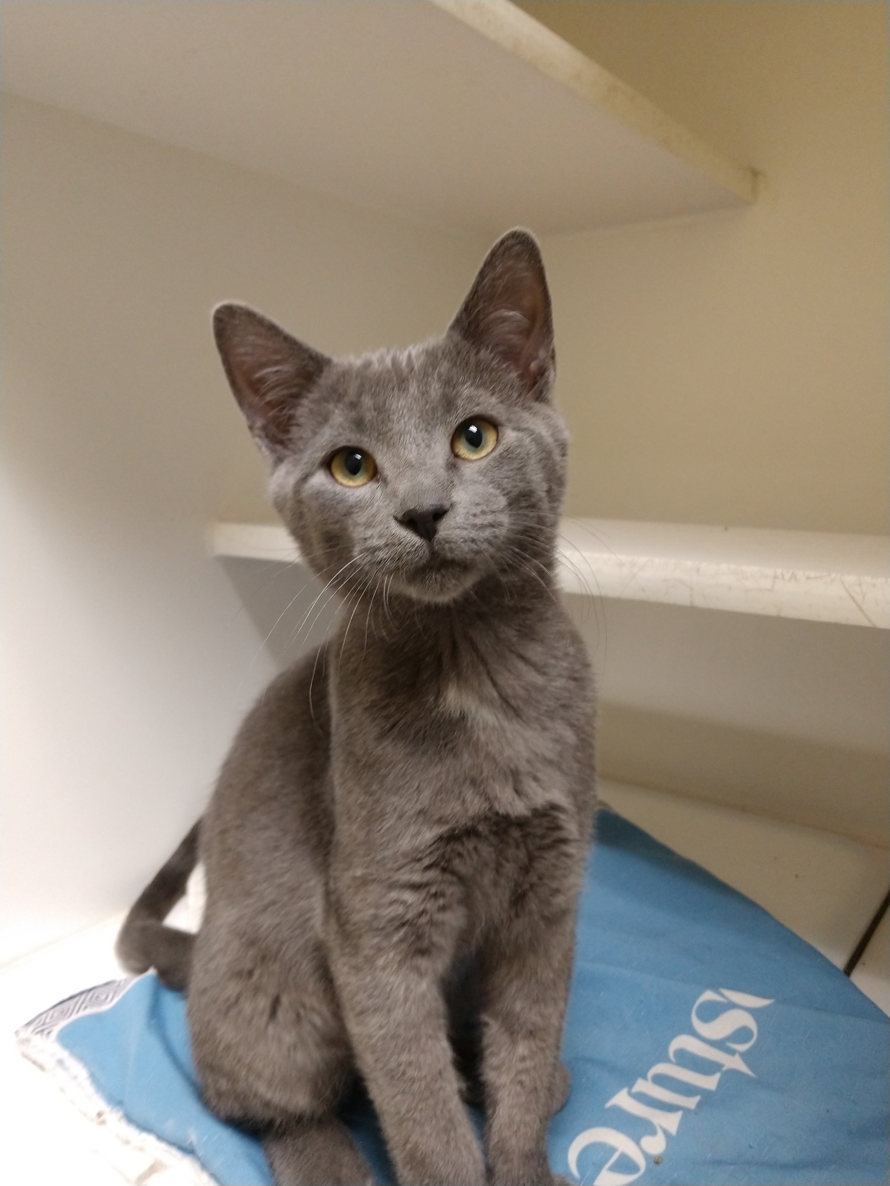 Beatrice Humane Society Blog