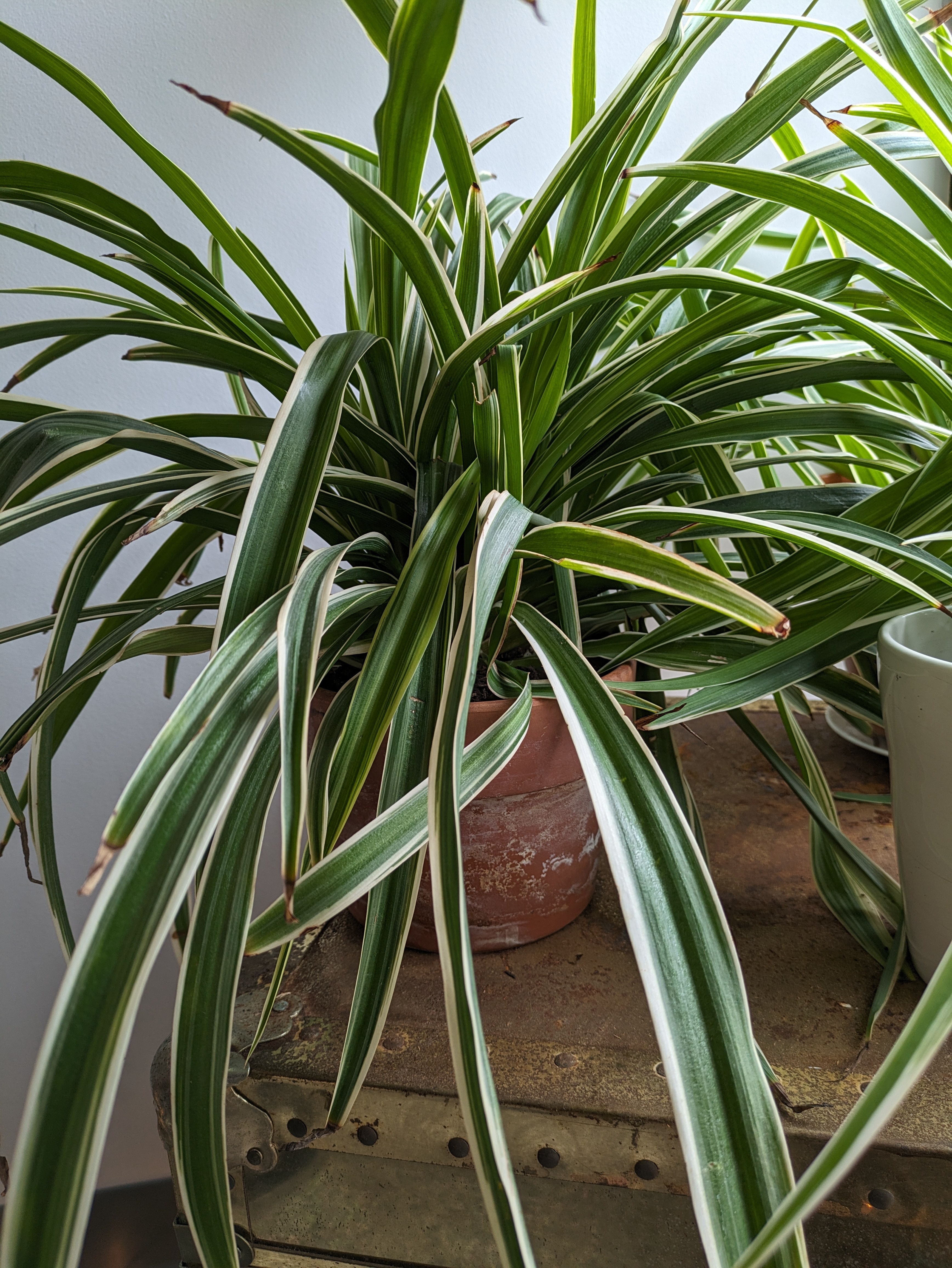 Spider Plant - Large