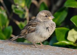 House Sparrow