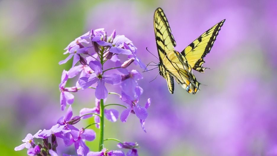 An Eastern Tiger Swallowtail on pink flowers