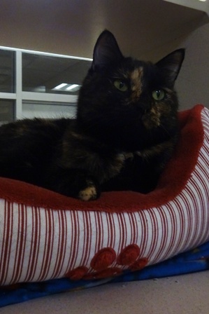 Lady