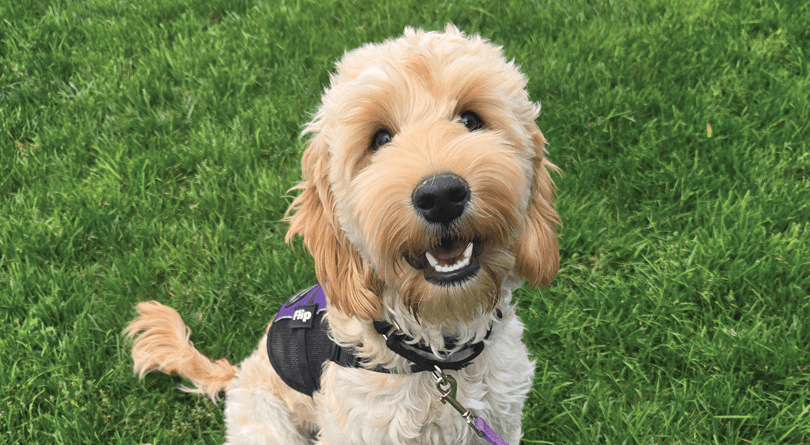 Hearing Service Dog Flip sitting in the grass and smiling while looking at the camera