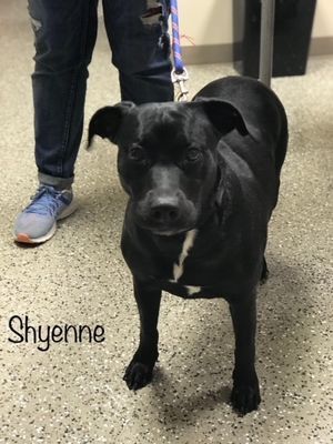 SHYENNE
