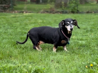 Persy - ADOPTED