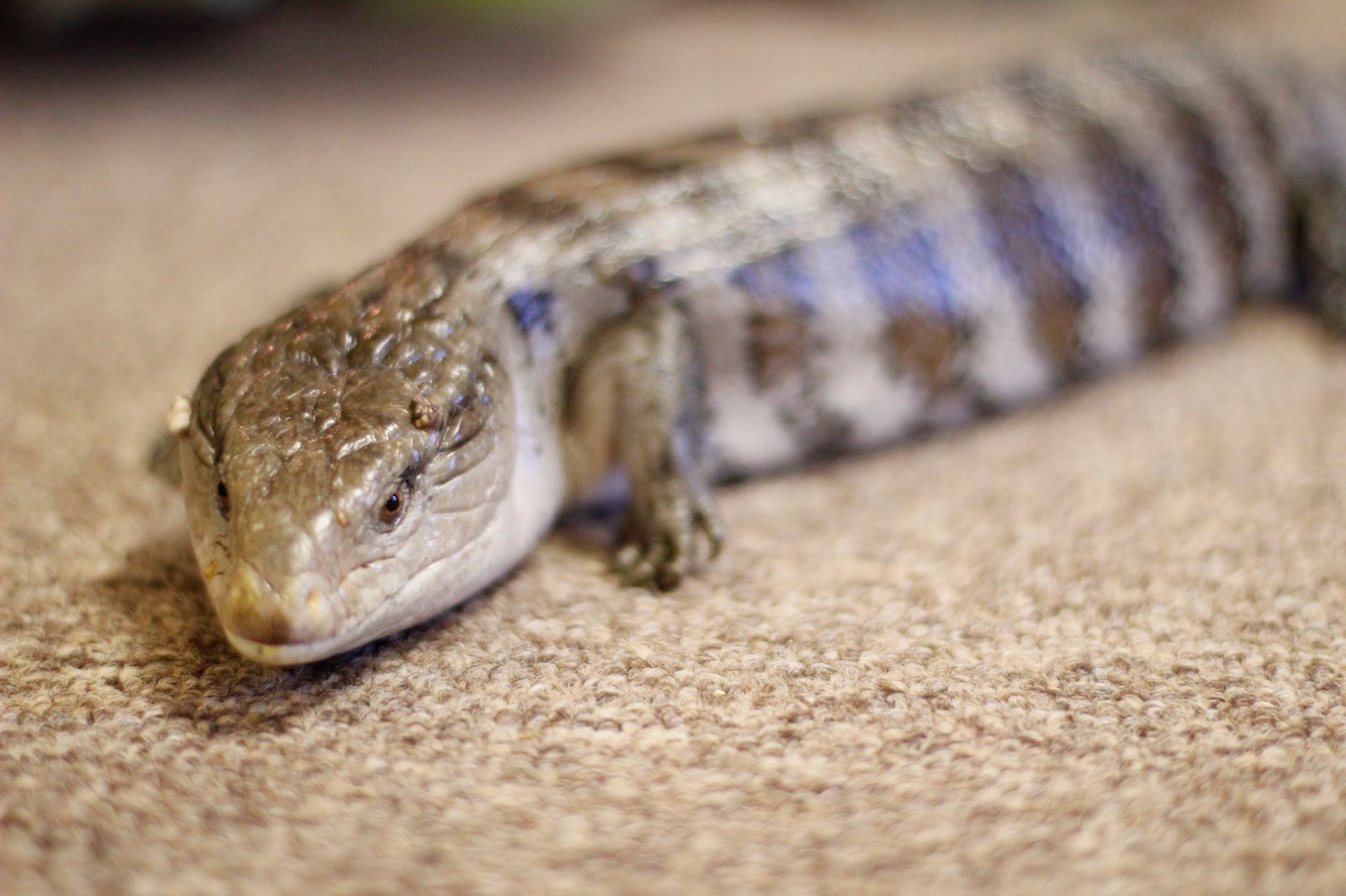 Blue Tongued Skink