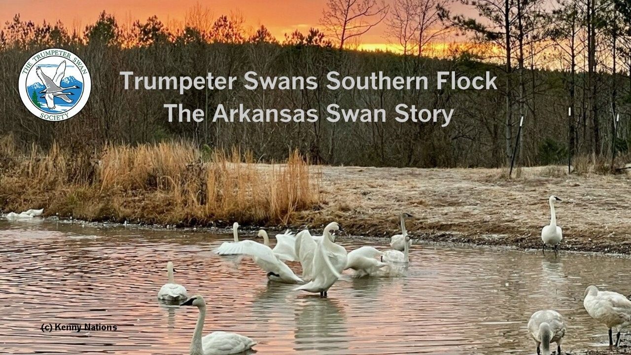 Trumpeter Swans Southern Flock: The Arkansas Swan Story