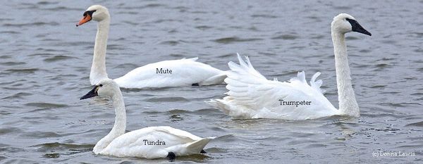 Was für einen Schwan hast du gesehen? Trompeter? Tundra? Stumm? Erfahren Sie mehr