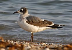 Franklin's Gull (first winter plumage)