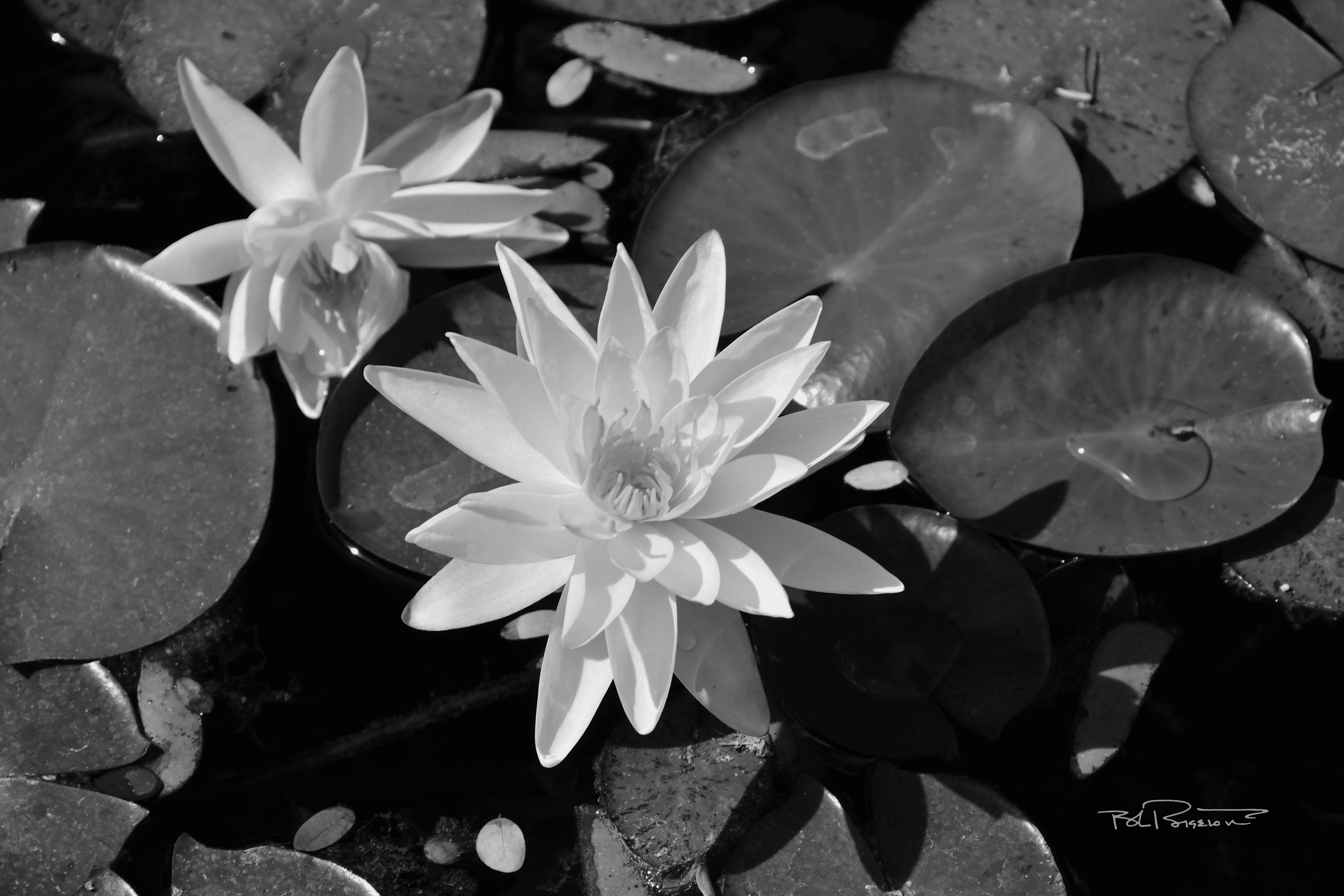 Water Lilies B&W 2