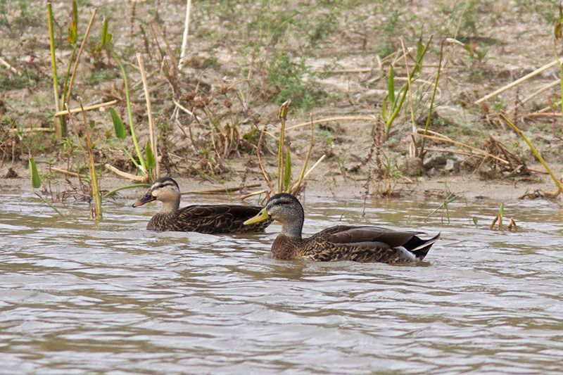 Mottled Duck
