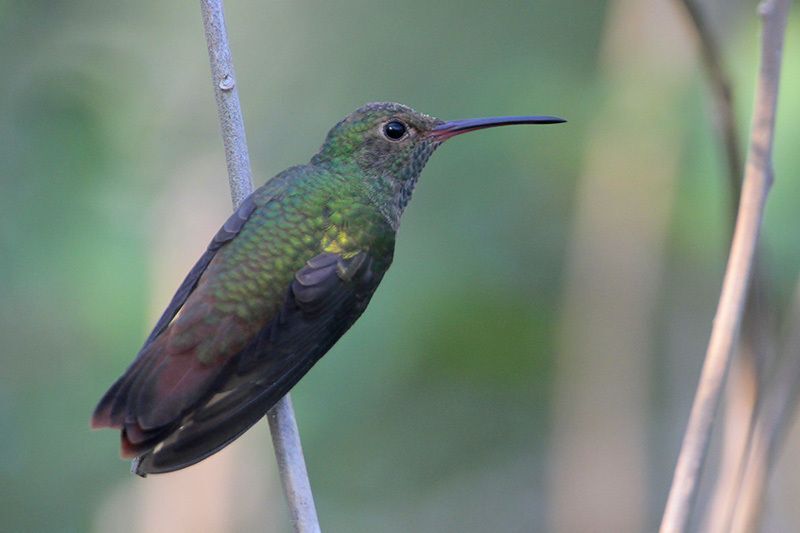 Buff-bellied Hummingbird