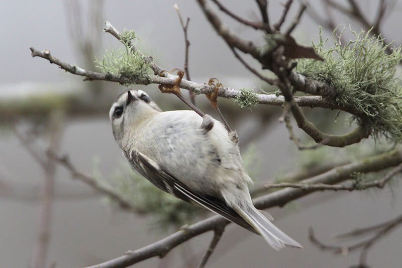 Golden-crowned Kinglet