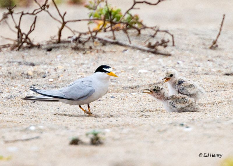A California Least Tern returns to two chicks.