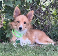 Whimsey - ADOPTED