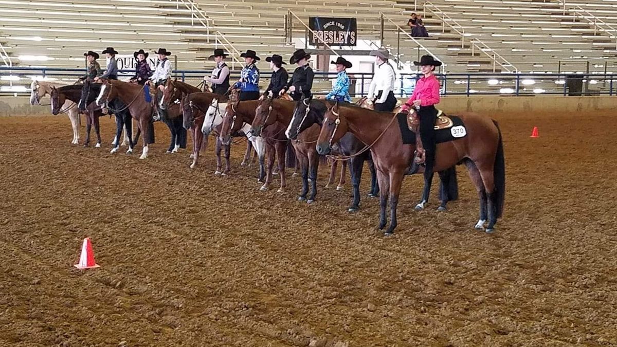 Horses lined up