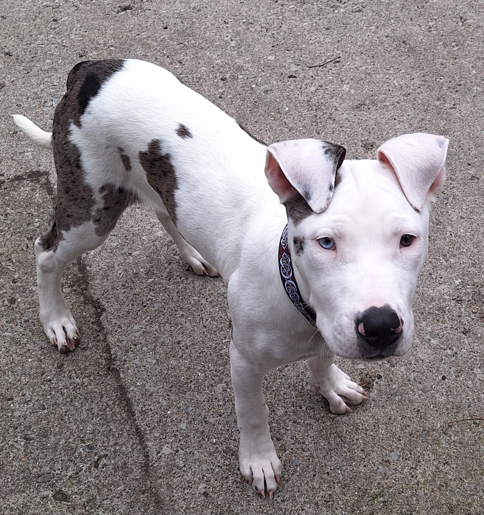 Pumpernickel - ADOPTED