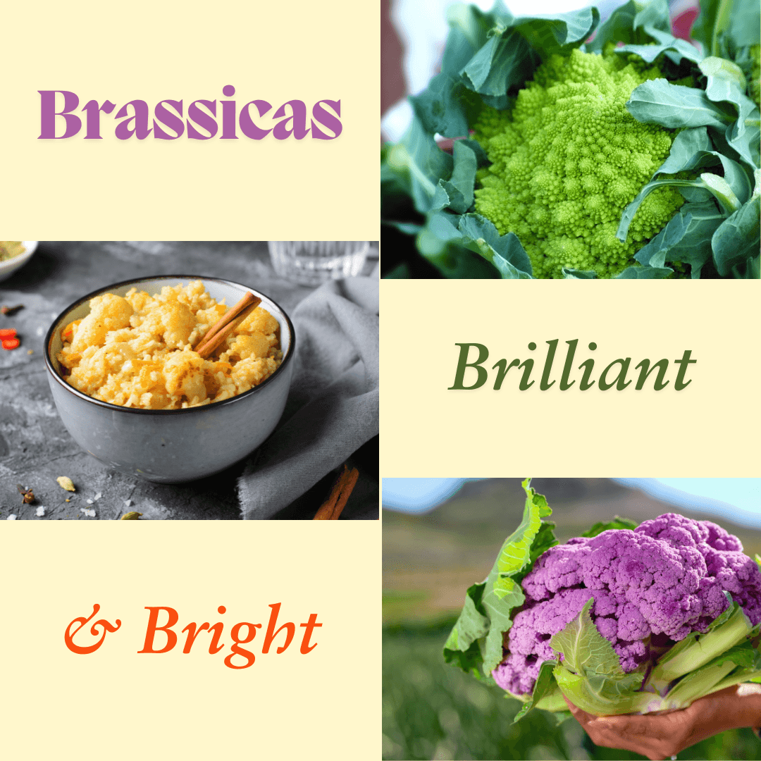 Pictures of romanesco brassicas, purple cauliflower and bowl of creamed orange cauliflower.