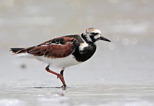 Beak of the Week: Ruddy Turnstone