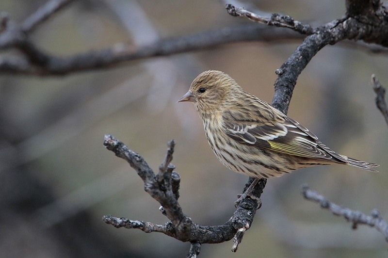 Pine Siskin