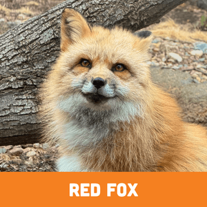Red Fox