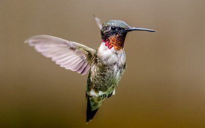 When & How To Put Out Hummingbird Feeders