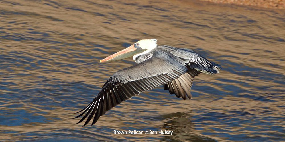 Brown Pelican