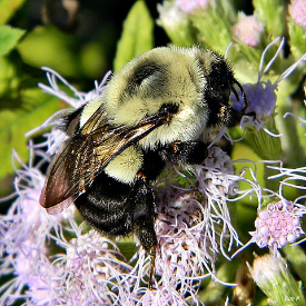 Protecting Pollinators | The Pollinators Of Rhode Island